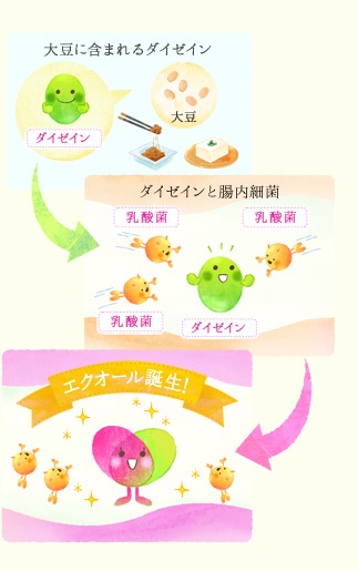 大豆イソフラボンからつくられるエクオール