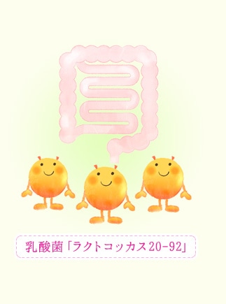 エクオールをつくる乳酸菌「ラクトコッカス20-92」