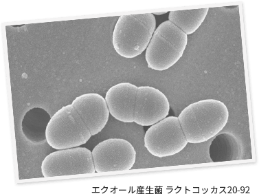 エクオール産生菌 ラクトコッカス20-92